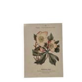 Botanical engraving 19th century naturalist poster French flower wine
