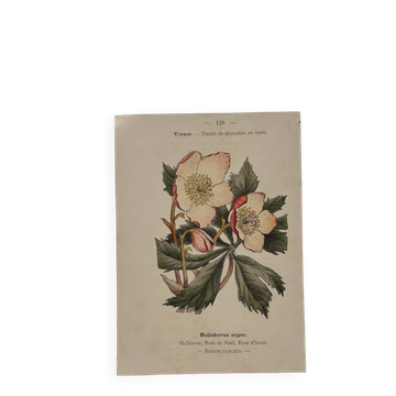Botanical engraving 19th century naturalist poster French flower wine