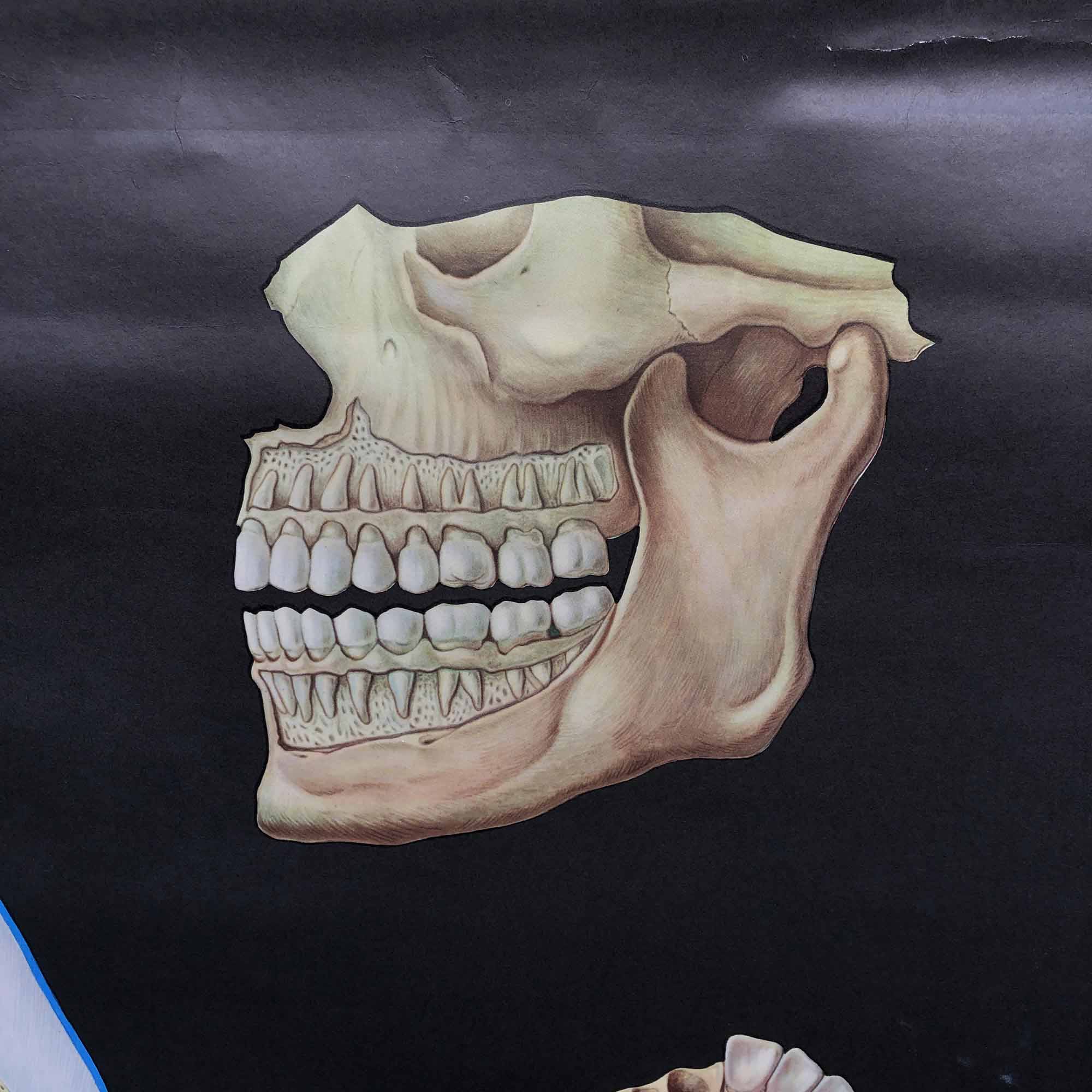 Pull-Down Chart of Human Teeth, 1960s