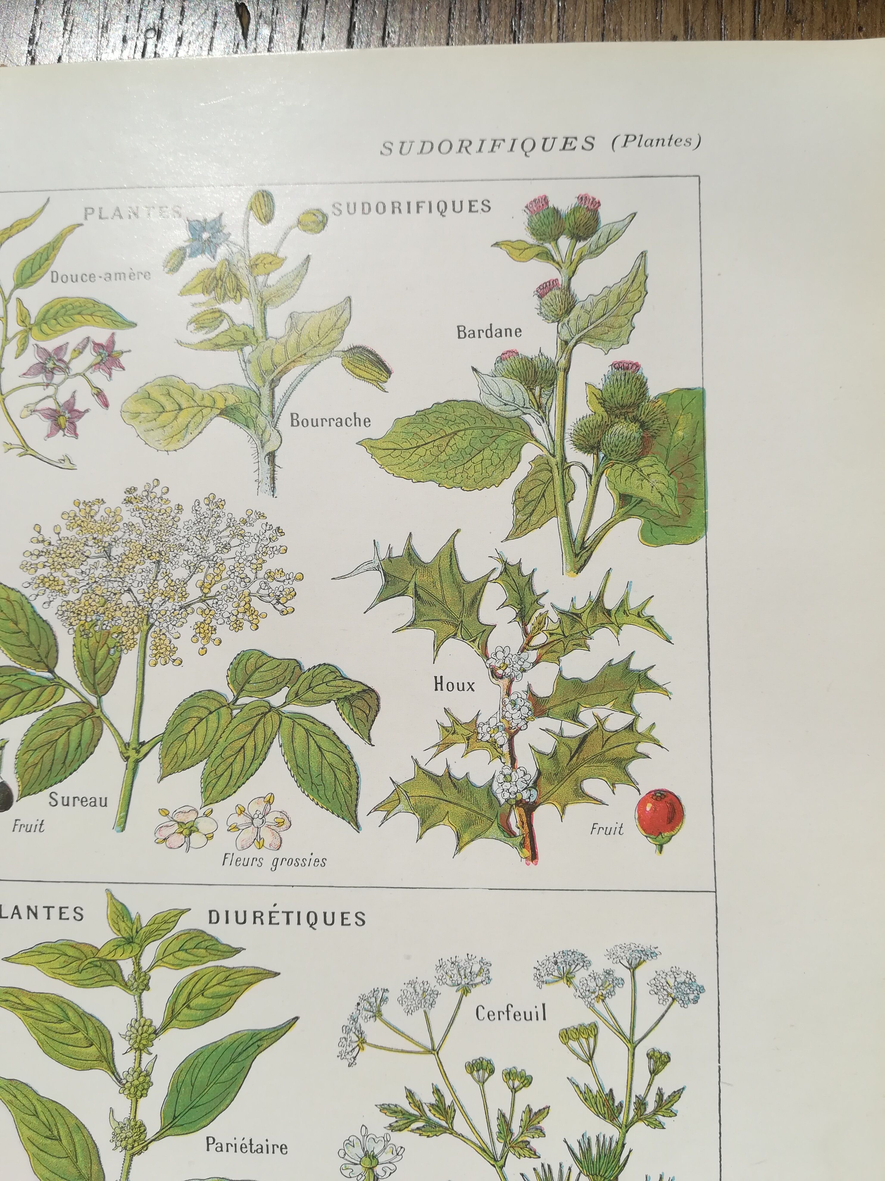 Lithograph on sweat plants from 1920