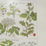 Lithograph on sweat plants from 1920