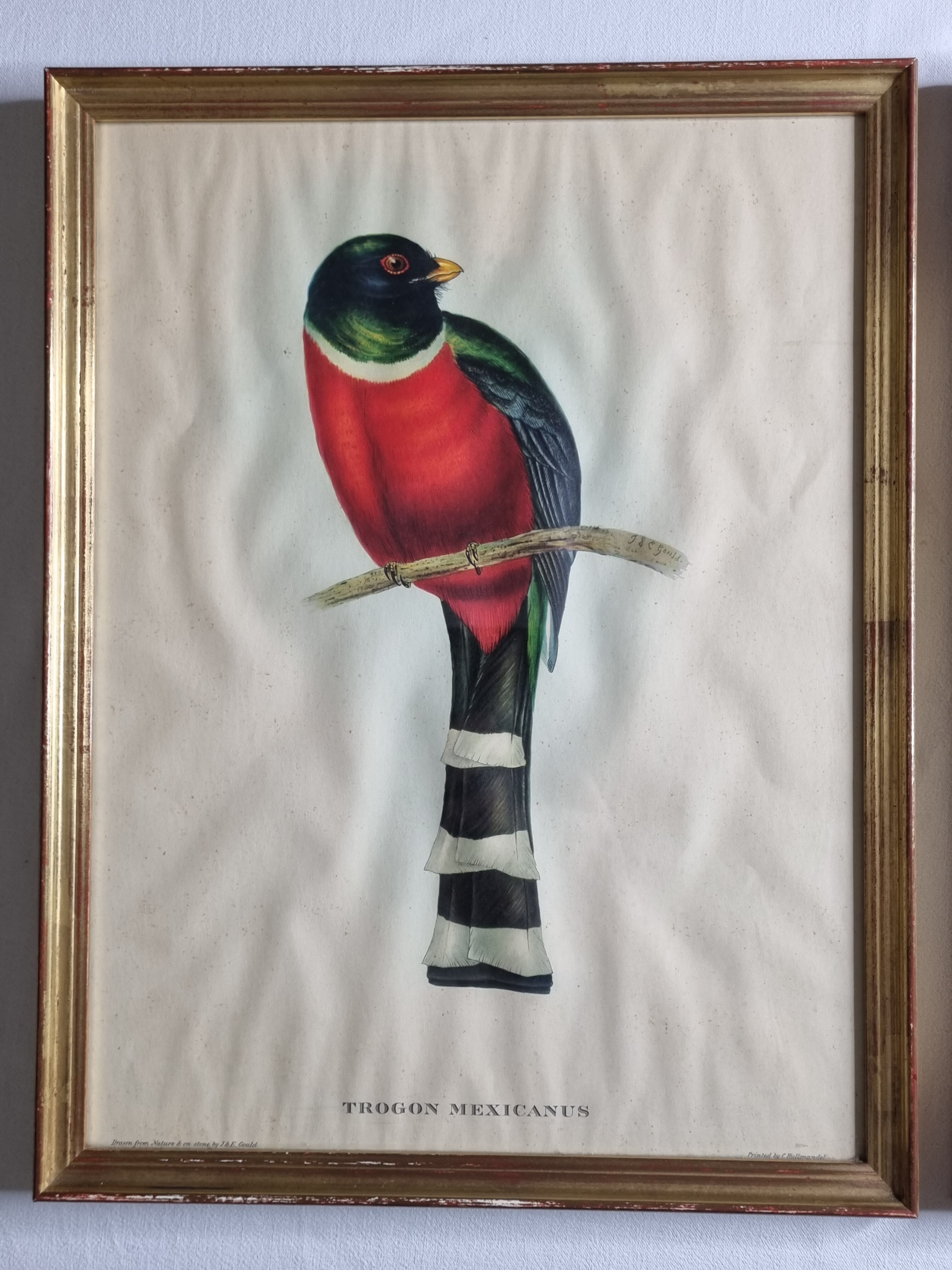 Two orthinological plates framed vintage, after J. & E. Gould (1955)