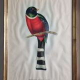 Two orthinological plates framed vintage, after J. & E. Gould (1955)