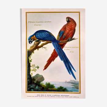 Lithograph Plate macaws 1950