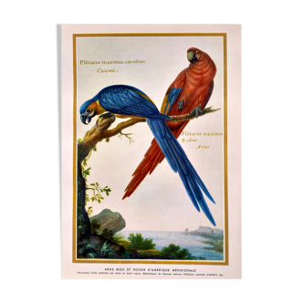 Lithograph Plate macaws 1950