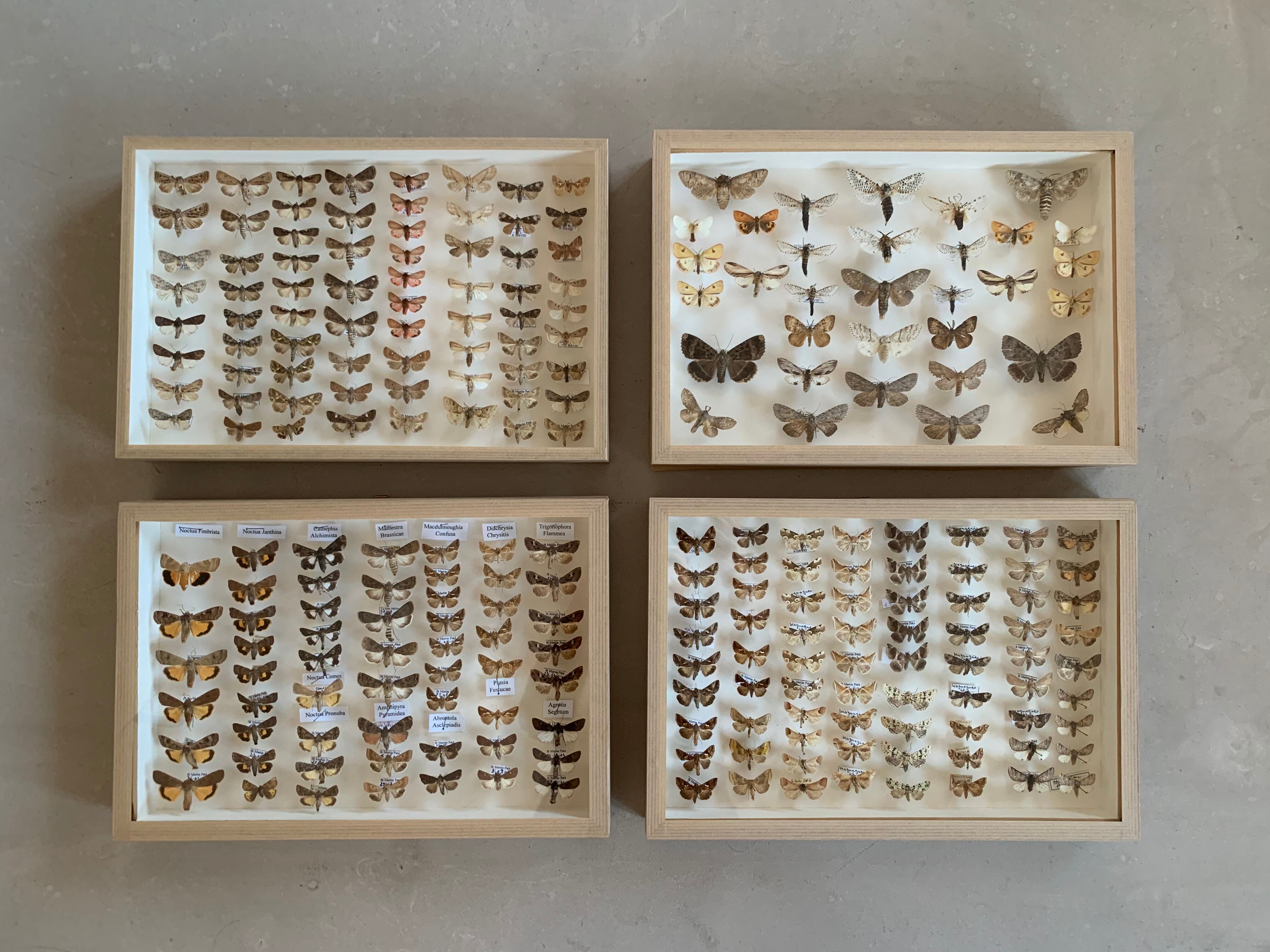 Butterfly frame stuffed under glass