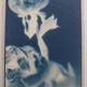 Cyanotype frame