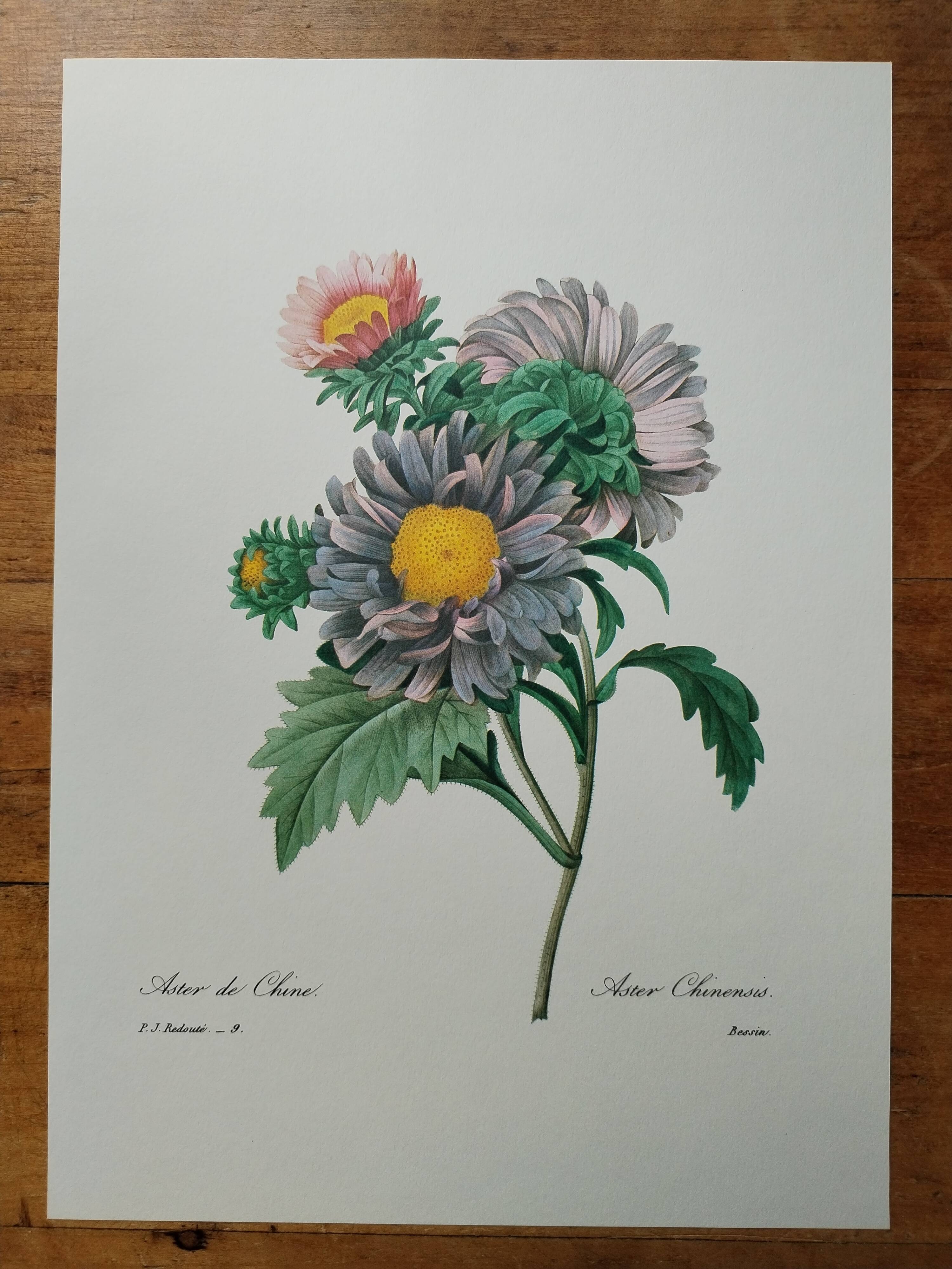 Planche illustrée originale Aster de Chine