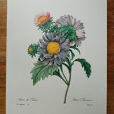 Planche illustrée originale Aster de Chine