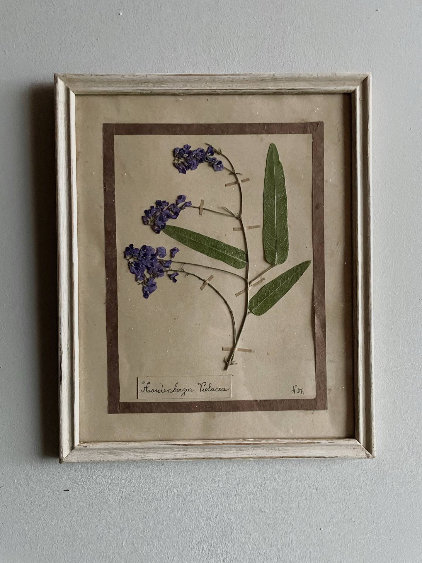 Set of 6 botanical plates