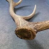Bois de cerf ancien