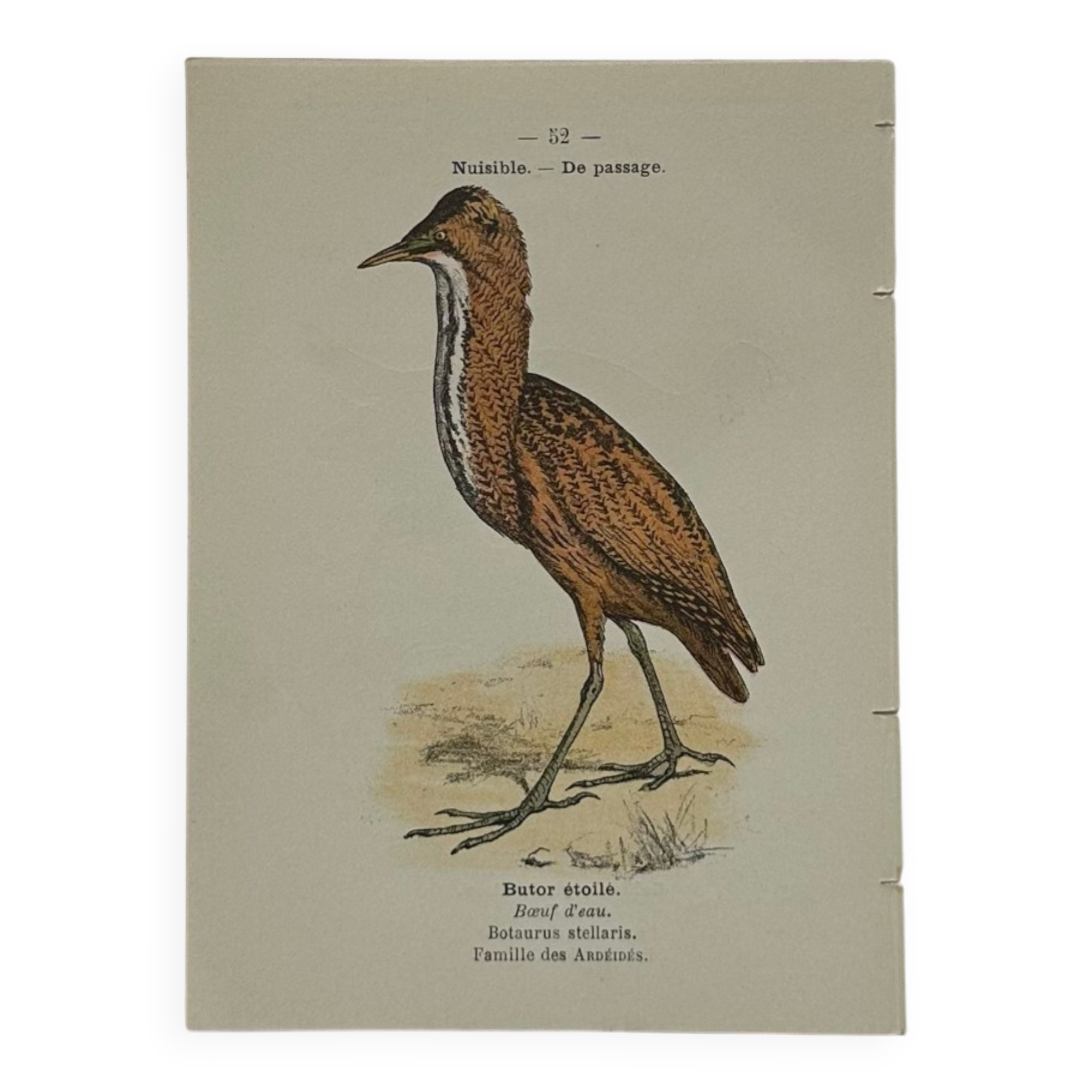 🐦 Botanical Plate Engraving of Birds Naturalist 19th Century Double-Sided A