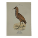 🐦 Botanical Plate Engraving of Birds Naturalist 19th Century Double-Sided A