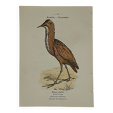 Planche Botanique Gravure oiseaux naturaliste  19eme recto verso  A