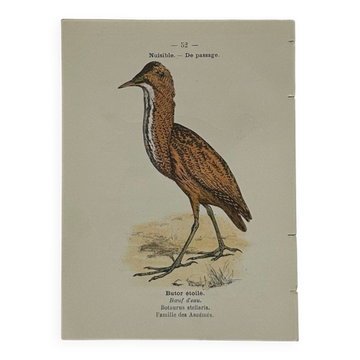 🐦 Botanical Plate Engraving of Birds Naturalist 19th Century Double-Sided A