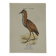 🐦 Botanical Plate Engraving of Birds Naturalist 19th Century Double-Sided A