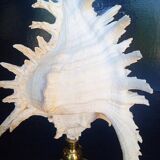 Cabinet of Curiosities 30cm shell on bronze base