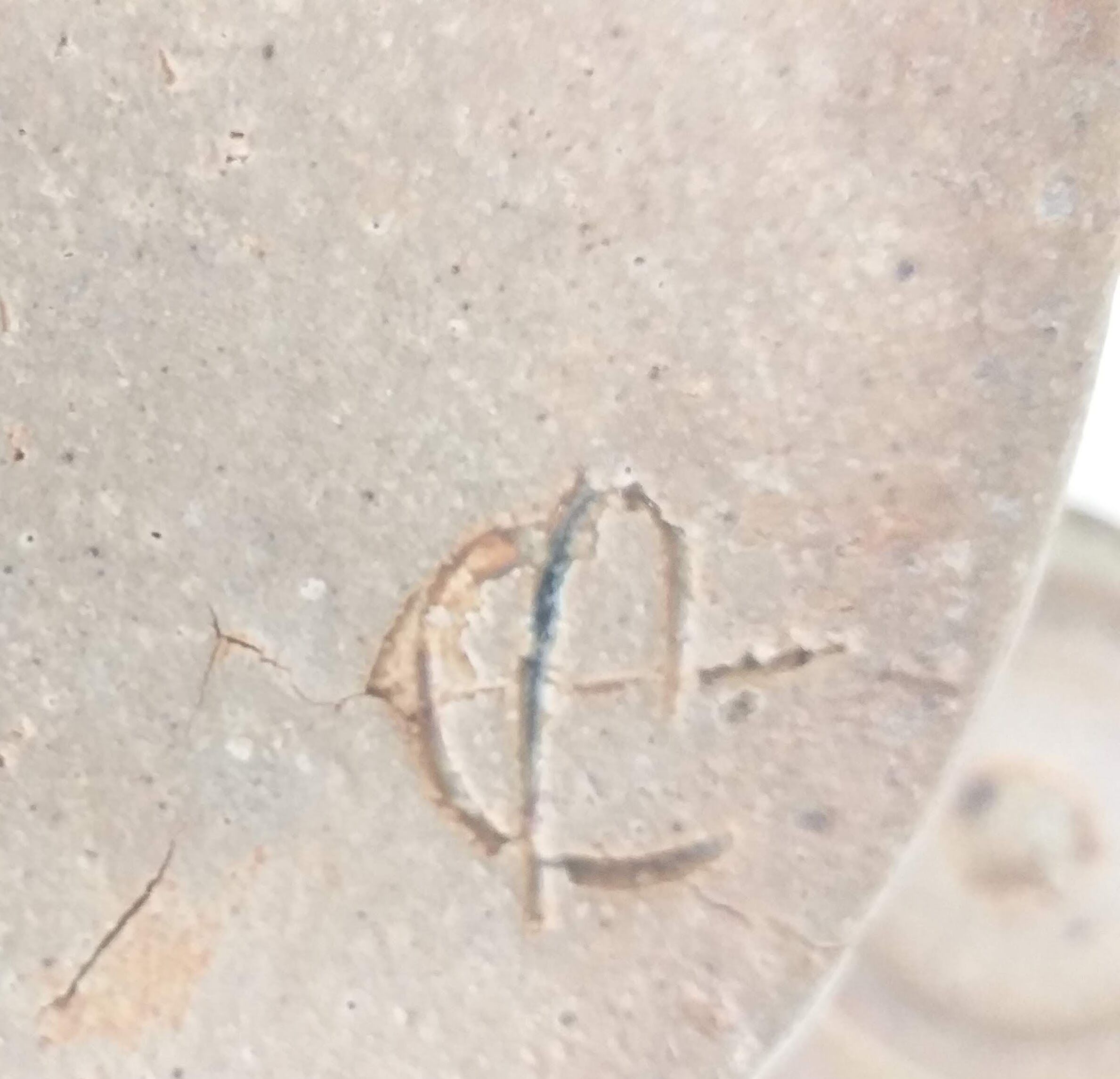 Herbarium sandstone teapot