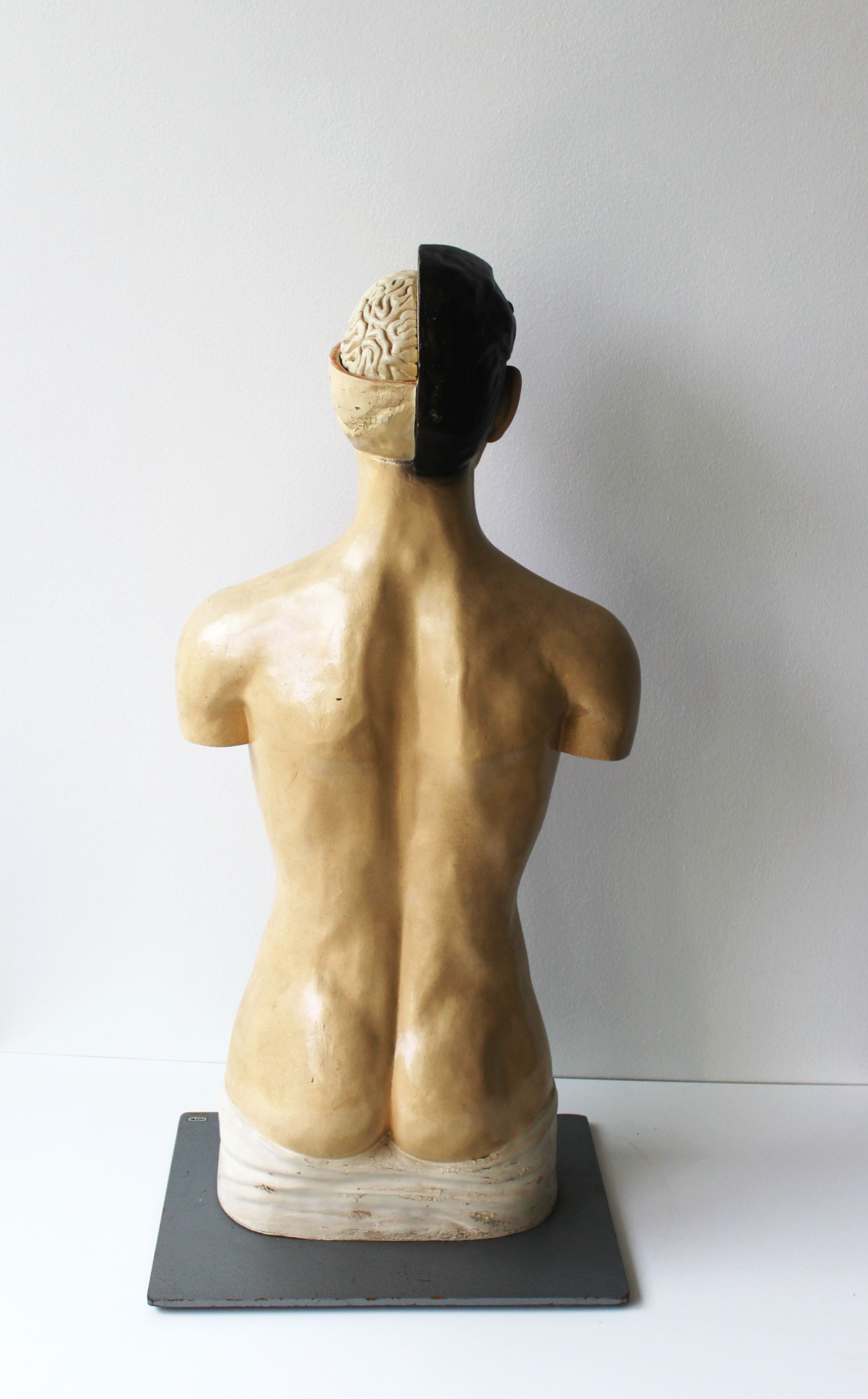 Vintage anatomical model, by Phywe, 50's.