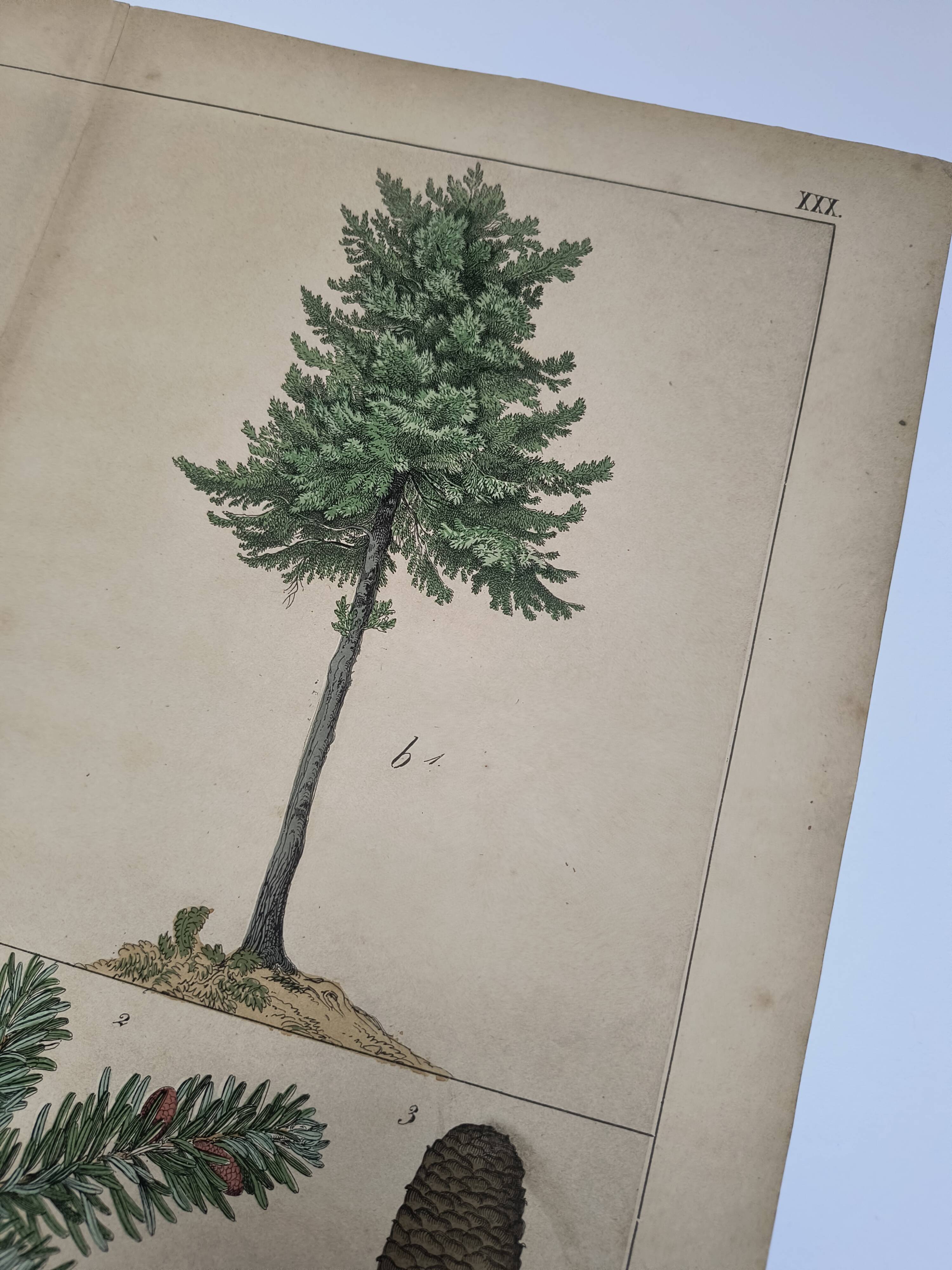 Planche botanique 1870 - Sapins - Gravure ancienne arbre