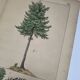Planche botanique 1870 - Sapins - Gravure ancienne arbre