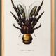 Poster about the Coconut Crab, based on an old engraving from 1849.