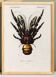 Poster about the Coconut Crab, based on an old engraving from 1849.