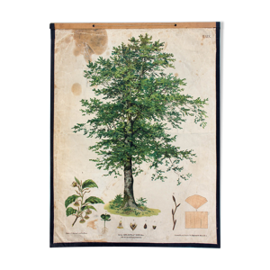 Affiche pédagogique - arbre