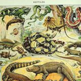 Old lithograph 1928 A. Millot - Reptiles