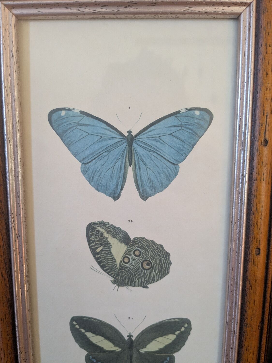 Lithographies de papillons