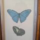Lithographies de papillons