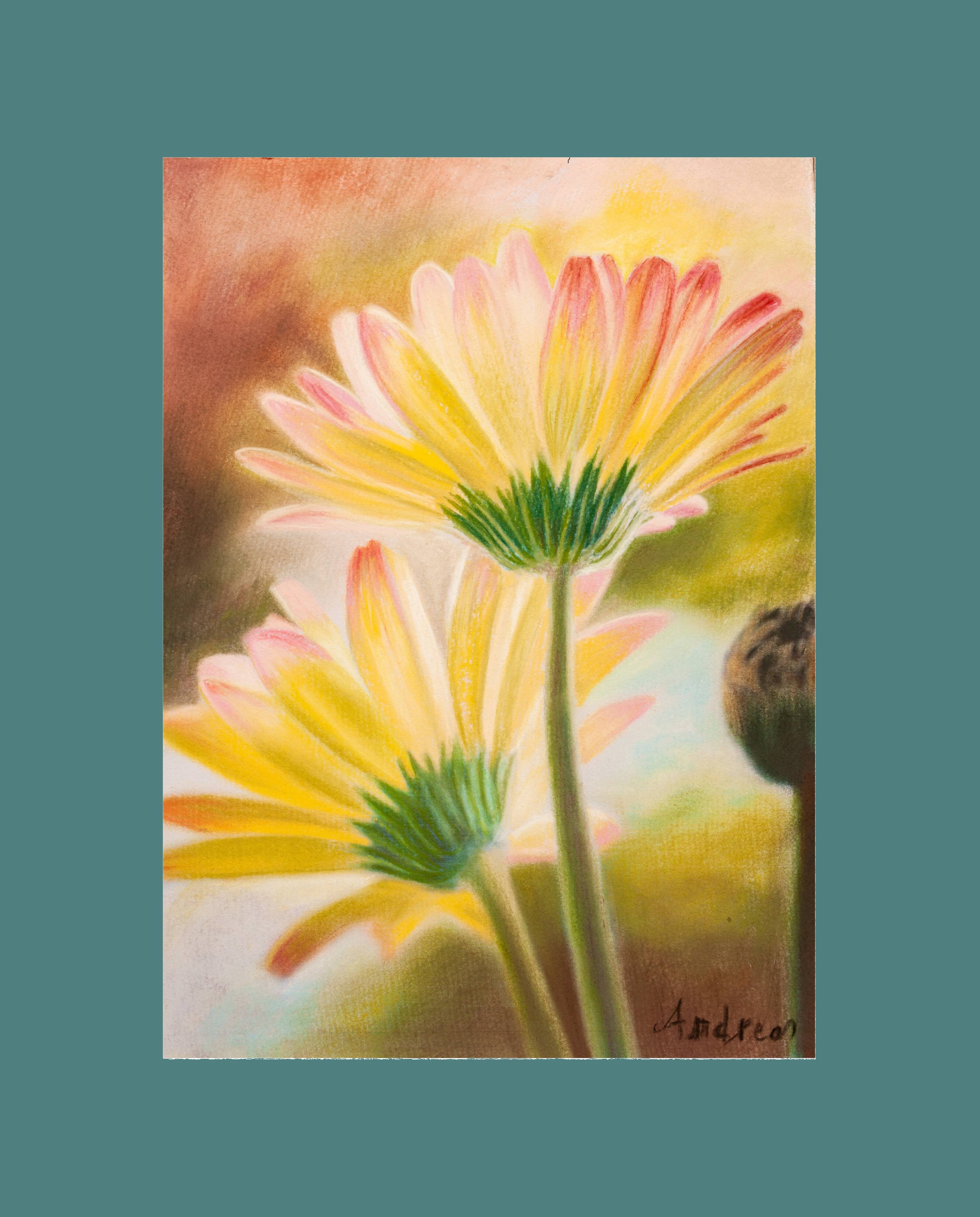 Drawing of daisies. drawn flowers. color drawing of daisies. drawing of flowers.