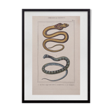 Lithography engraving vintage snakes - 1850