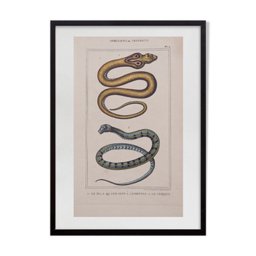 Lithography engraving vintage snakes - 1850