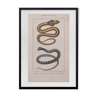 Lithographie gravure serpents vintage - 1850