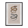 Lithographie gravure serpents vintage - 1850