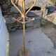 Vintage 1970s rattan parrot coat rack