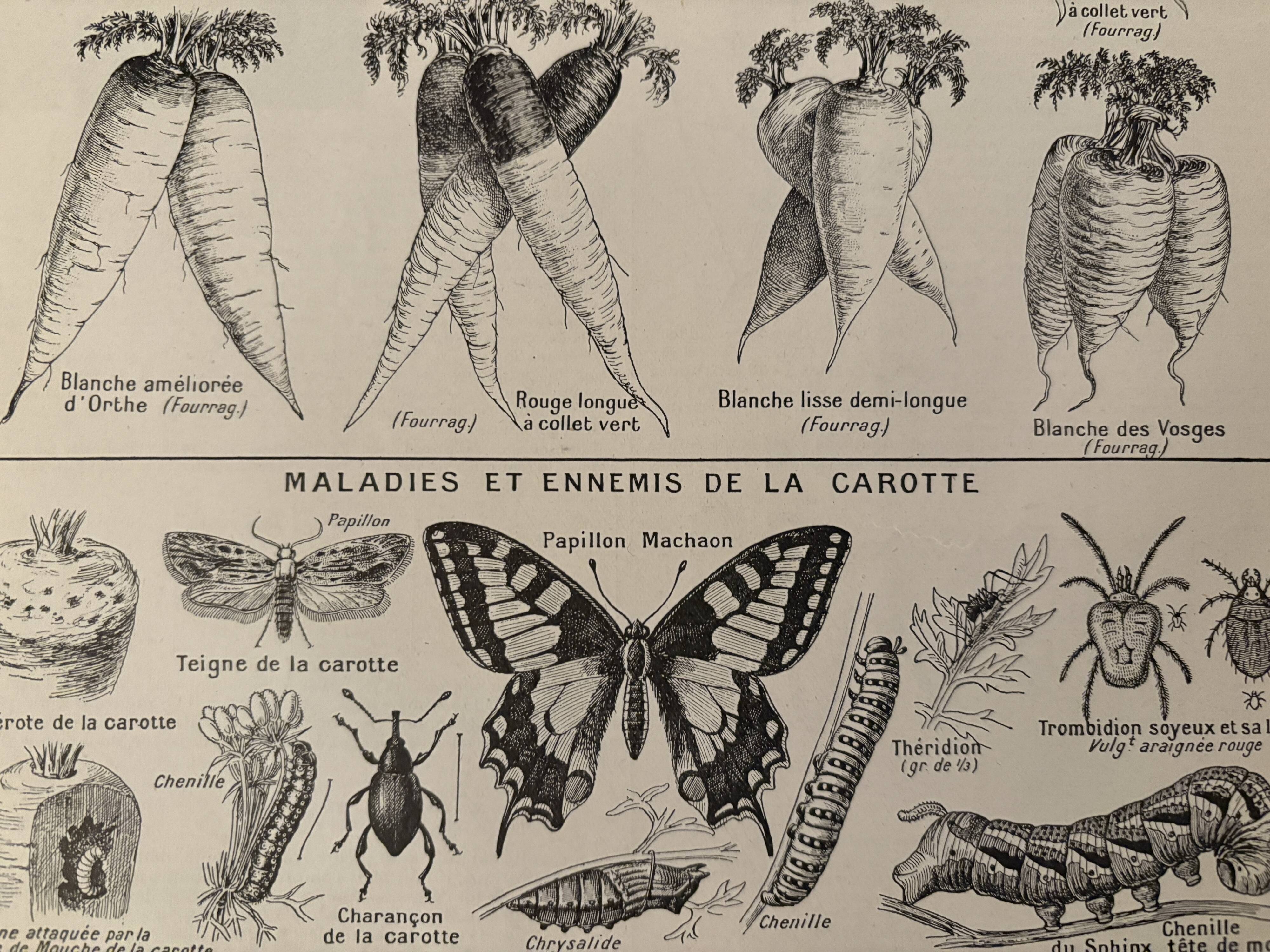 Lithograph on carrots - 1920