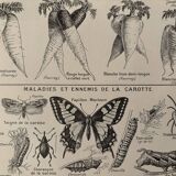 Lithograph on carrots - 1920