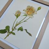 Planche botanique de rose - vintage original de 1968 -  joanna hill🌹