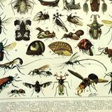 Gravure ancienne 1897 - Insectes 2 par Millot - Entomologie et Zoologie