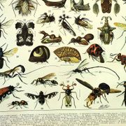 Antique engraving 1897 - Insects 2 by Millot - Entomology and Zoology