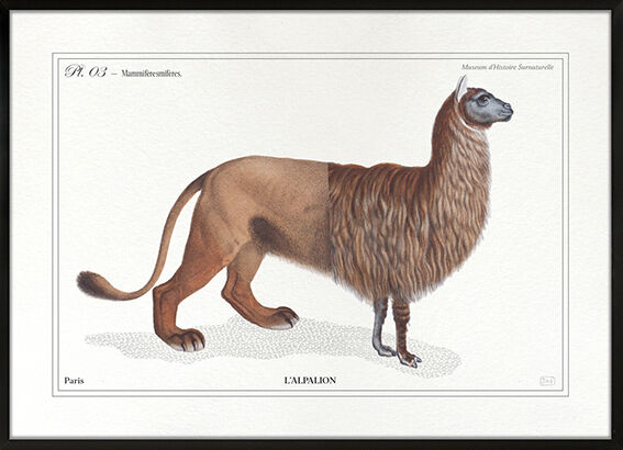 Chimera lithography animal engraving - the alpalion