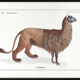 Chimera lithography animal engraving - the alpalion