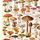 Mushroom poster, based on a 1920 lithograph