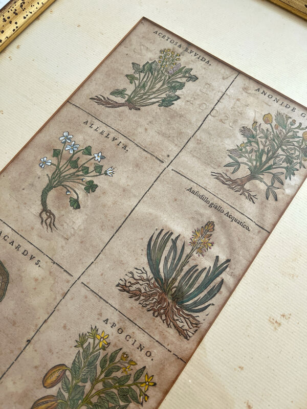 Lithographie planche botanique ancienne rehaussée à l’aquarelle