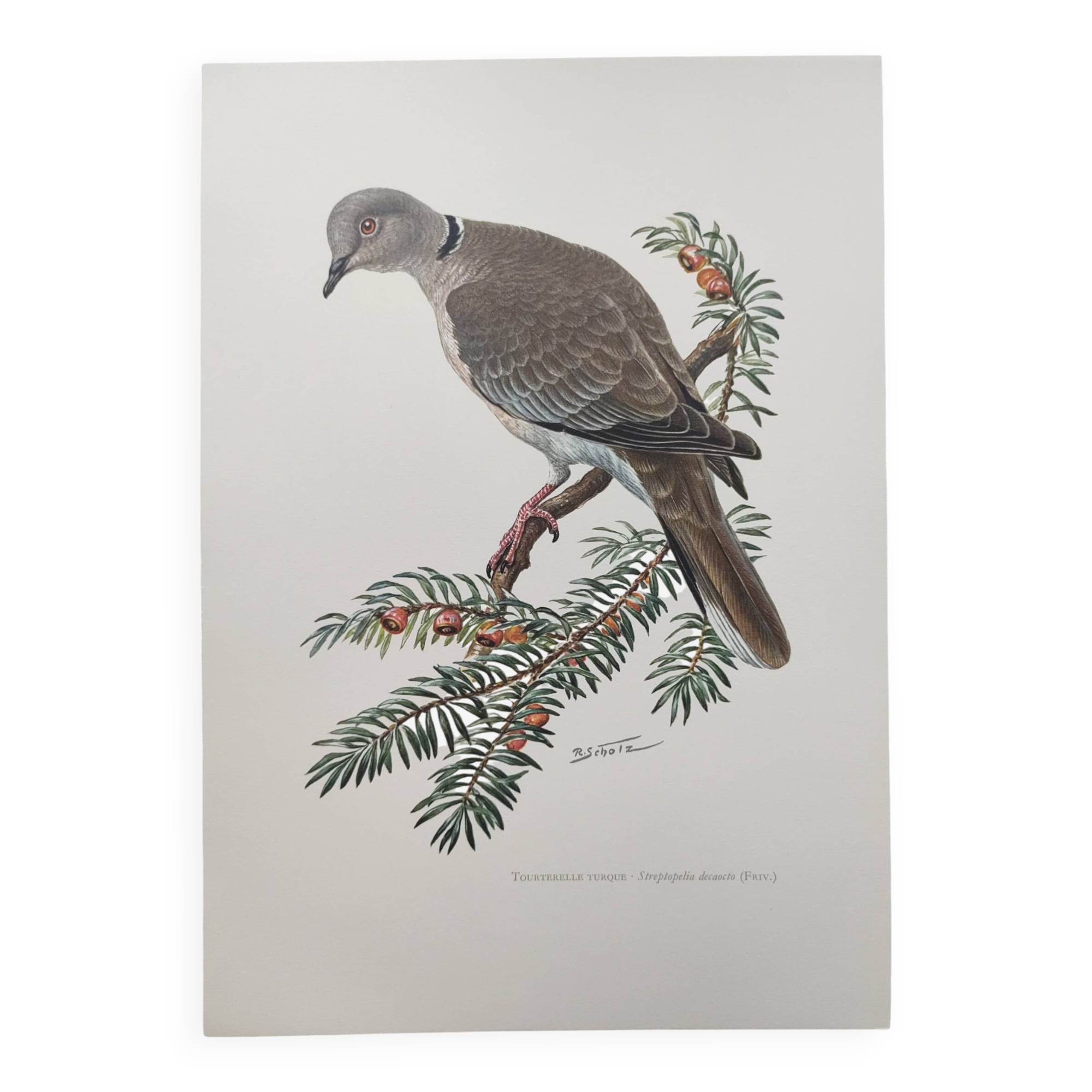 Old bird plate from the 1960s - Turkish Turtle Dove - Zoological and ornithological illustration