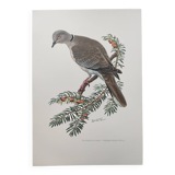 Old bird plate from the 1960s - Turkish Turtle Dove - Zoological and ornithological illustration