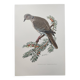 Planche ancienne oiseaux Années 1960 - Tourterelle Turque - Illustration zoologique et ornithologie