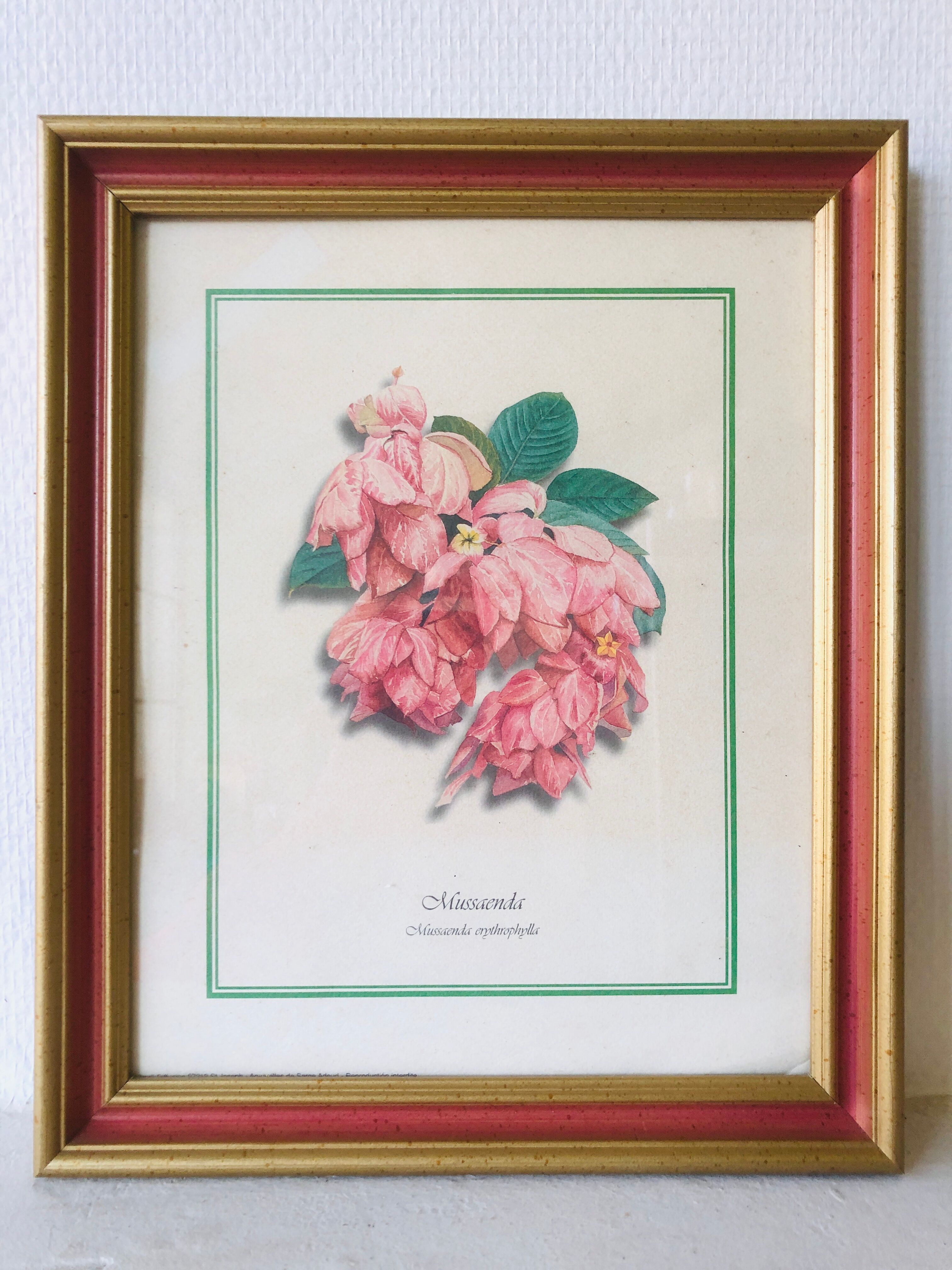 Old botanical poster